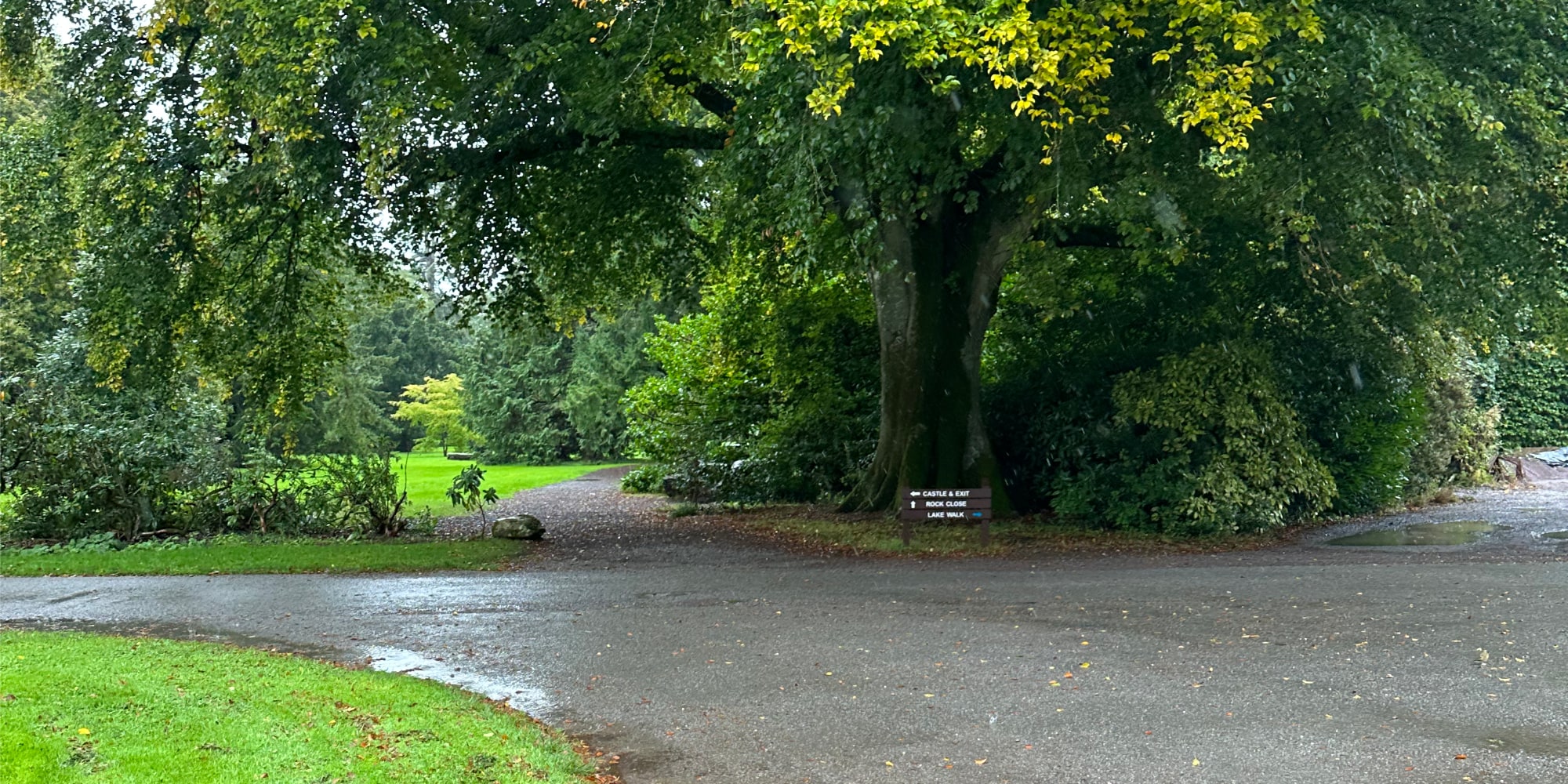 Two roads diverging at a tree