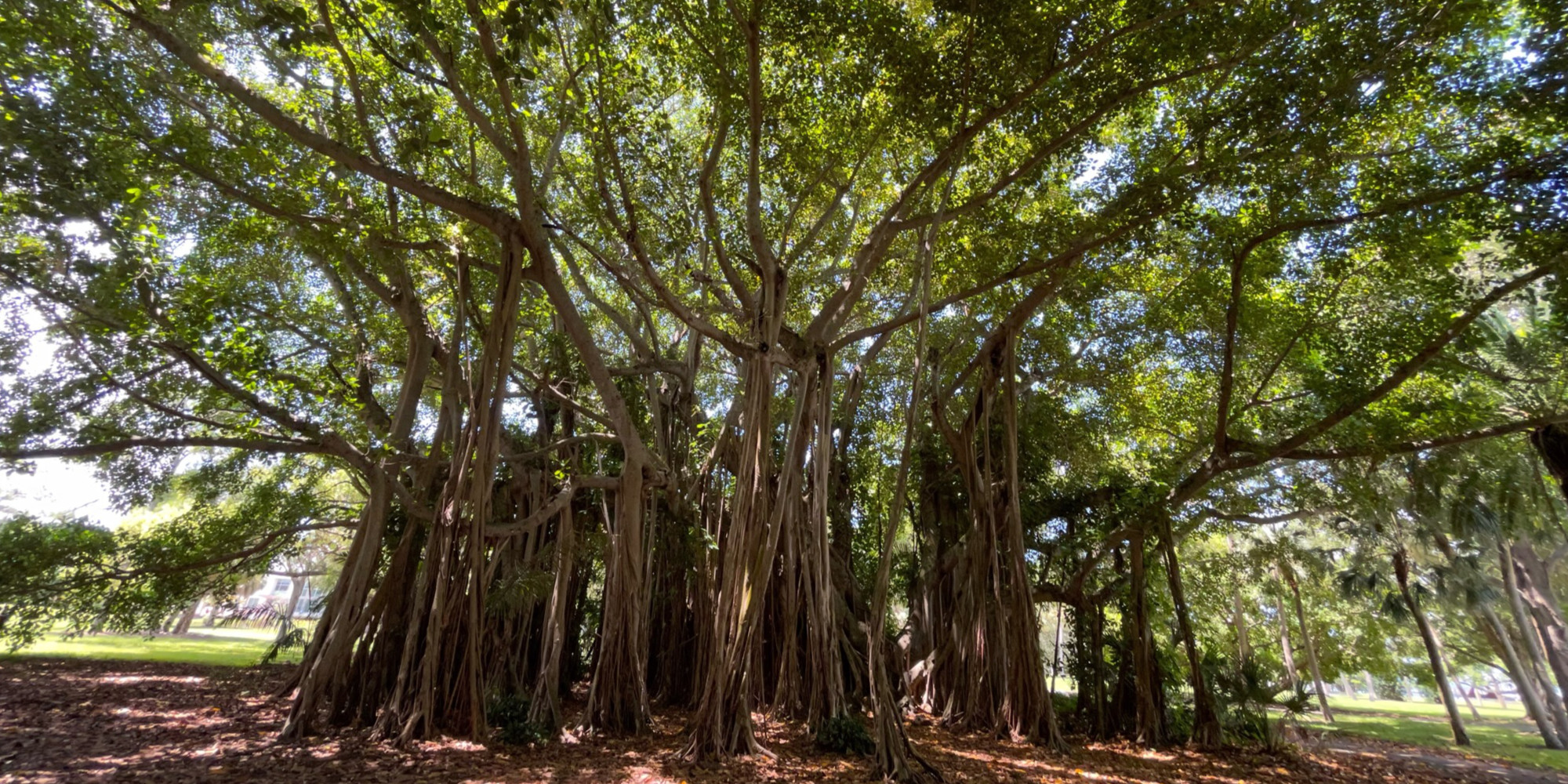 Forest Through Trees